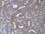 CBF beta Antibody in Immunohistochemistry (Paraffin) (IHC (P))