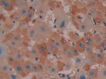 COX2 Antibody in Immunohistochemistry (Paraffin) (IHC (P))