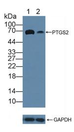 COX2 Antibody in Western Blot (WB)