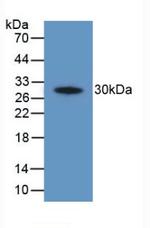 COX2 Antibody in Western Blot (WB)