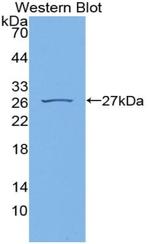 Cyclophilin 40 Antibody in Western Blot (WB)