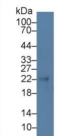 CDO1 Antibody in Western Blot (WB)