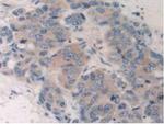 CYP26A1 Antibody in Immunohistochemistry (Paraffin) (IHC (P))