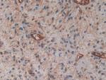 Cytohesin 1 Antibody in Immunohistochemistry (Paraffin) (IHC (P))