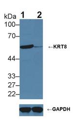 Cytokeratin 8 Antibody in Western Blot (WB)