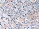 SERPINB9 Antibody in Immunohistochemistry (Paraffin) (IHC (P))