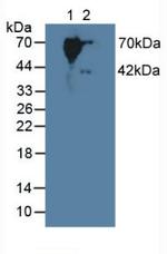 SERPINB9 Antibody in Western Blot (WB)