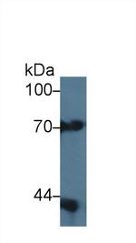 SERPINB9 Antibody in Western Blot (WB)