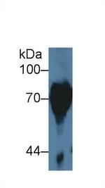 SERPINB9 Antibody in Western Blot (WB)