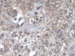 DOCK4 Antibody in Immunohistochemistry (Paraffin) (IHC (P))