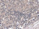 DOCK4 Antibody in Immunohistochemistry (Paraffin) (IHC (P))