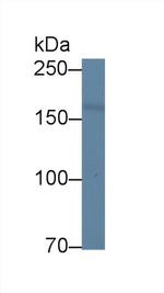 DOCK4 Antibody in Western Blot (WB)