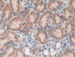 CD148 Antibody in Immunohistochemistry (Paraffin) (IHC (P))