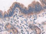 CD148 Antibody in Immunohistochemistry (Paraffin) (IHC (P))