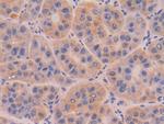 DNase I Antibody in Immunohistochemistry (Paraffin) (IHC (P))