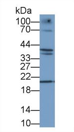 DNase I Antibody in Western Blot (WB)