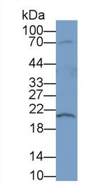 DNase I Antibody in Western Blot (WB)