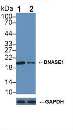 DNase I Antibody in Western Blot (WB)