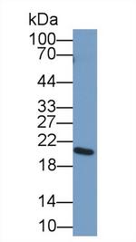 DNase I Antibody in Western Blot (WB)