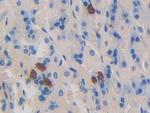 Dynamin 1 Antibody in Immunohistochemistry (Paraffin) (IHC (P))