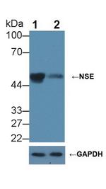 NSE Antibody in Western Blot (WB)