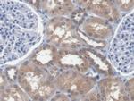 EEF1A1 Antibody in Immunohistochemistry (Paraffin) (IHC (P))