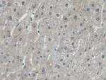 EEF1A1 Antibody in Immunohistochemistry (Paraffin) (IHC (P))