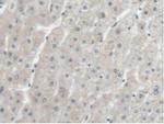 EEF1A1 Antibody in Immunohistochemistry (Paraffin) (IHC (P))