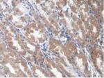 EEF1A1 Antibody in Immunohistochemistry (Paraffin) (IHC (P))