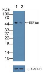 EEF1A1 Antibody in Western Blot (WB)