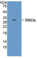 EEF1A1 Antibody in Western Blot (WB)