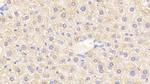 eIF2d Antibody in Immunohistochemistry (Paraffin) (IHC (P))