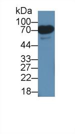 eIF2d Antibody in Western Blot (WB)