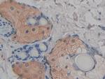 FABP9 Antibody in Immunohistochemistry (Paraffin) (IHC (P))