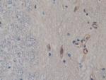 FABP9 Antibody in Immunohistochemistry (Paraffin) (IHC (P))