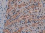 FABP9 Antibody in Immunohistochemistry (Paraffin) (IHC (P))