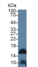 FABP9 Antibody in Western Blot (WB)