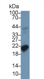 Ferritin Heavy Chain Antibody in Western Blot (WB)