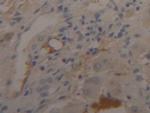 Fibrinogen Beta Chain Antibody in Immunohistochemistry (Paraffin) (IHC (P))