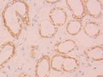 FGL1 Antibody in Immunohistochemistry (Paraffin) (IHC (P))