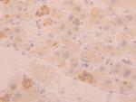 FGL1 Antibody in Immunohistochemistry (Paraffin) (IHC (P))