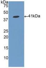 FGL1 Antibody in Western Blot (WB)