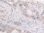 FKBP4 Antibody in Immunohistochemistry (Paraffin) (IHC (P))