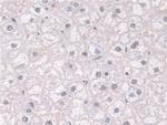 FKBP4 Antibody in Immunohistochemistry (Paraffin) (IHC (P))