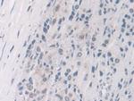 FKBP4 Antibody in Immunohistochemistry (Paraffin) (IHC (P))