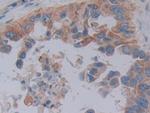 FKBP7 Antibody in Immunohistochemistry (Paraffin) (IHC (P))