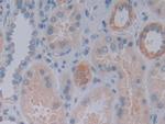 FKBP7 Antibody in Immunohistochemistry (Paraffin) (IHC (P))