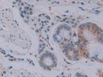 FKBP7 Antibody in Immunohistochemistry (Paraffin) (IHC (P))