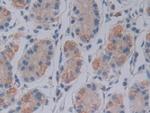 FKBP7 Antibody in Immunohistochemistry (Paraffin) (IHC (P))