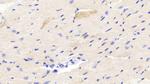 FSTL3 Antibody in Immunohistochemistry (Paraffin) (IHC (P))